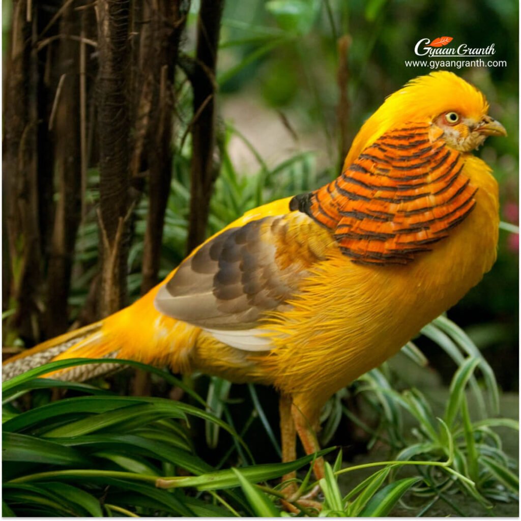 गोल्डन फिजेंट (Golden Pheasant)