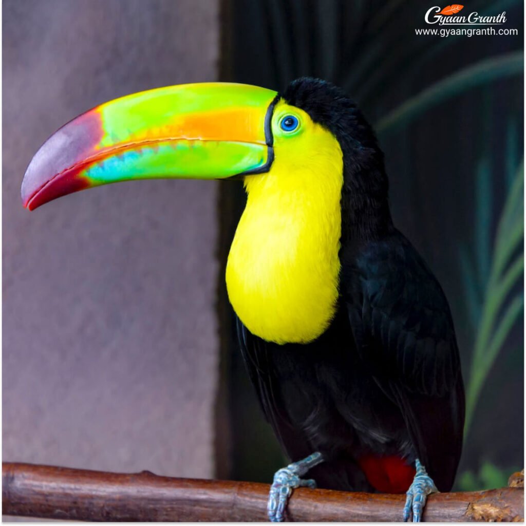 Keel-billed Toucan
