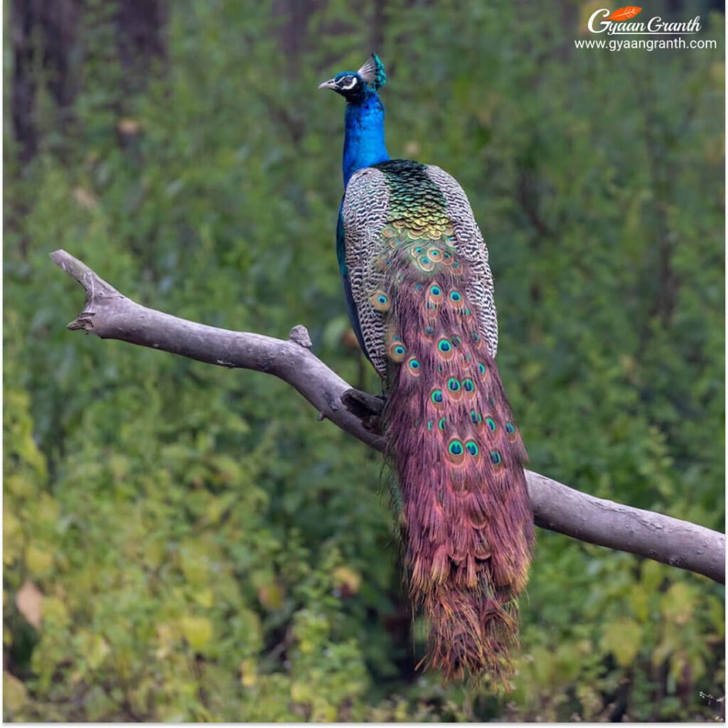 मोर (Peacock)