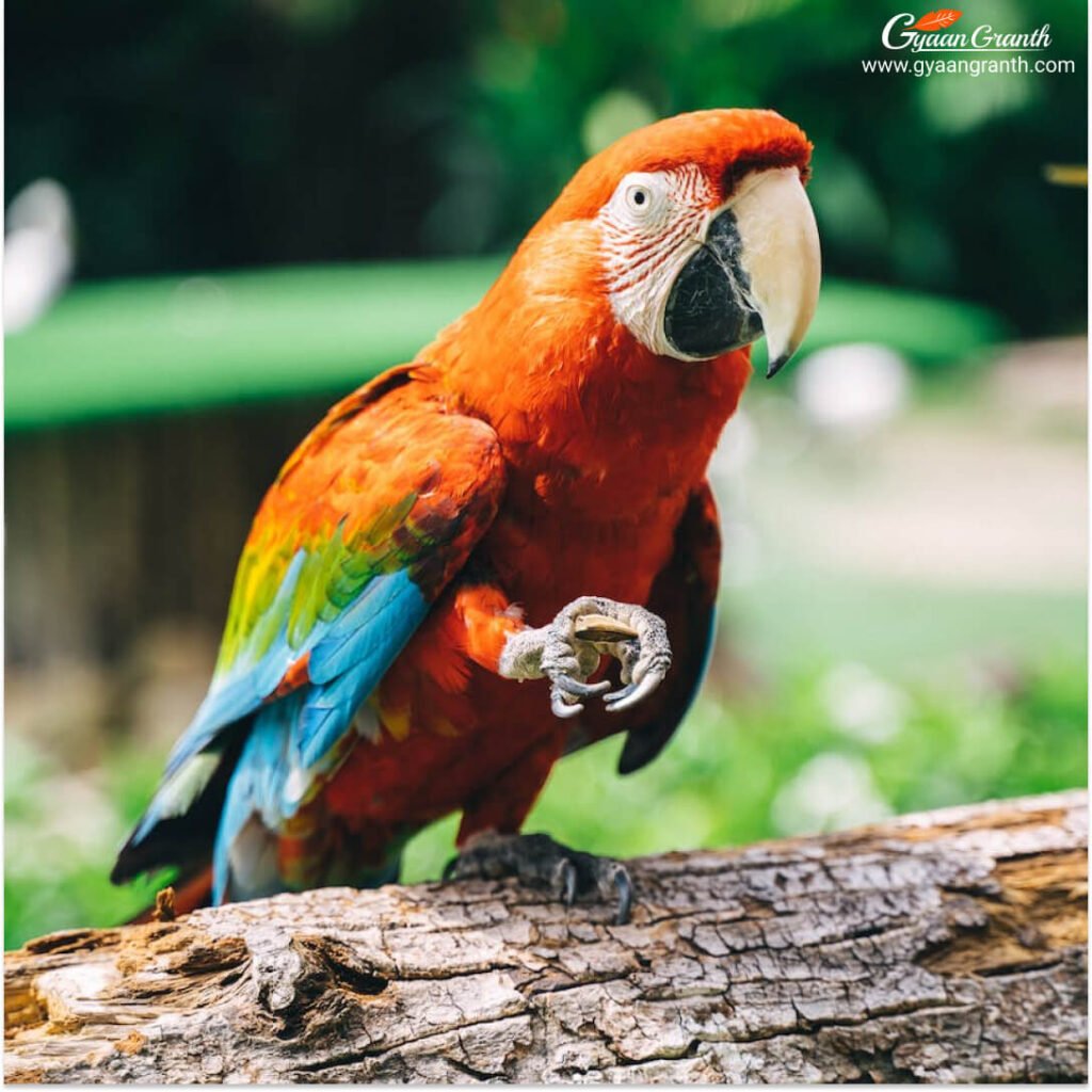 स्कारलेट मकाव (Scarlet Macaw)