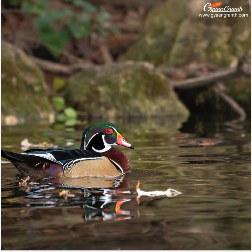 वुड डक पक्षी (Wood Duck)