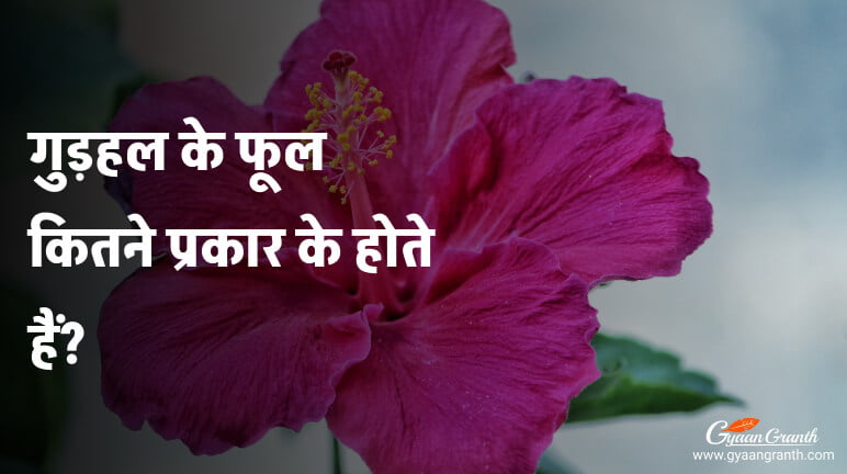 गुड़हल के फूल कितने प्रकार के होते हैं