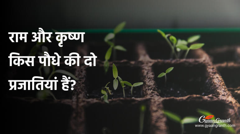 राम और कृष्ण किस पौधे की दो प्रजातियां हैं?