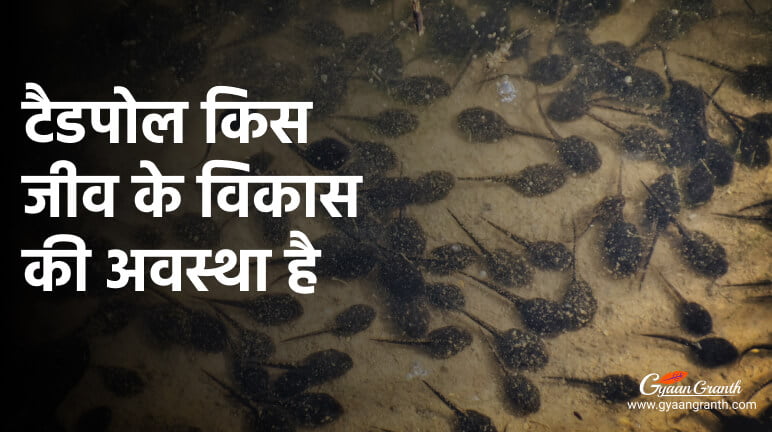 टैडपोल किस जीव के विकास की अवस्था है