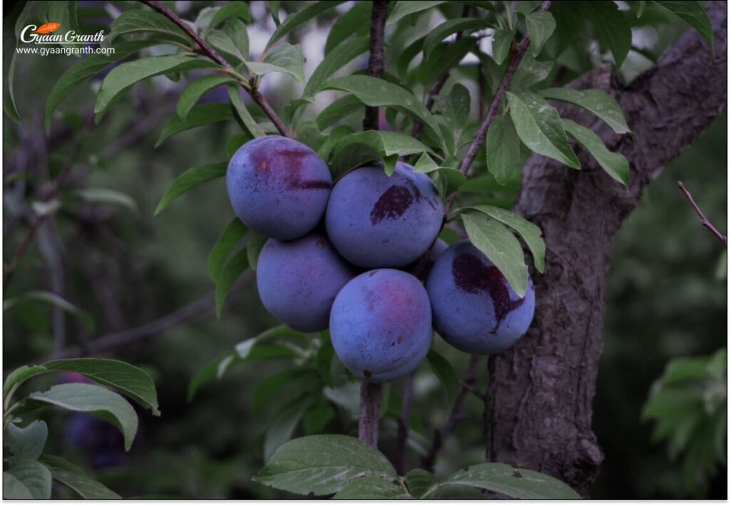 50 Fruit Name in Sanskrit