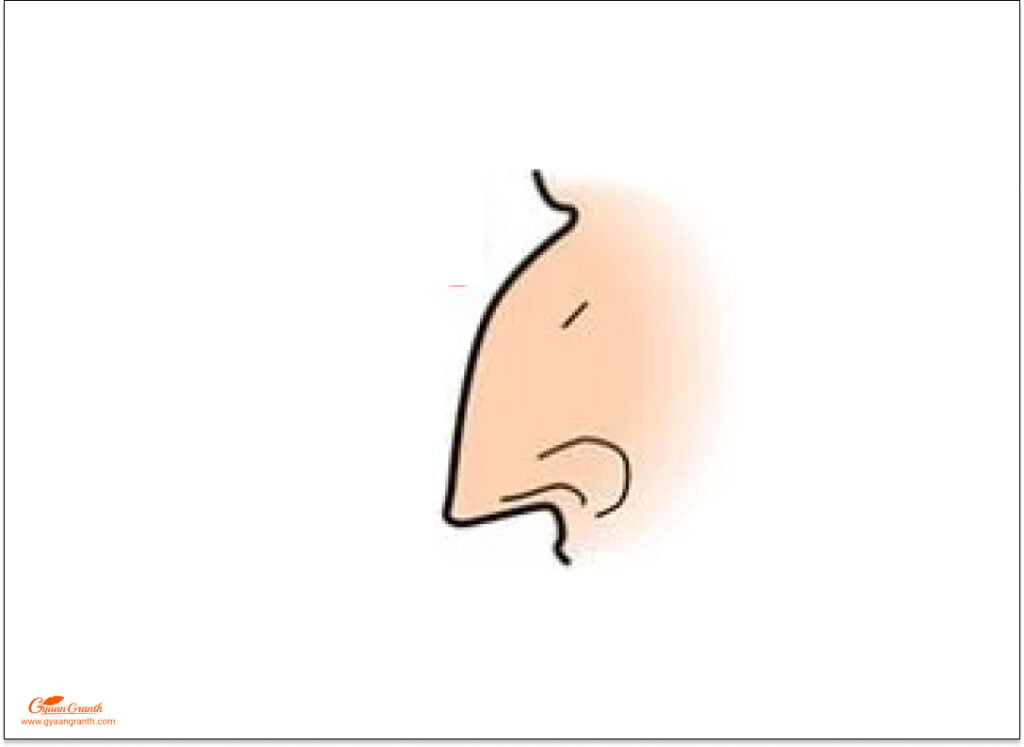 nose shape tells about your personality