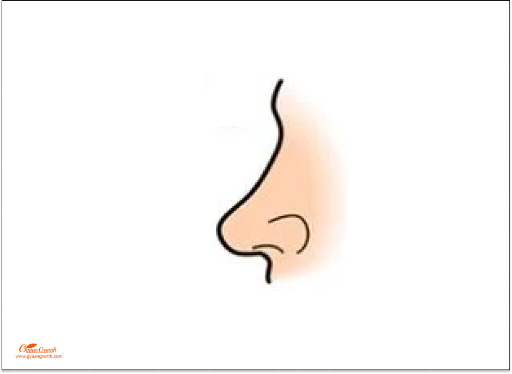 nose shape and personality