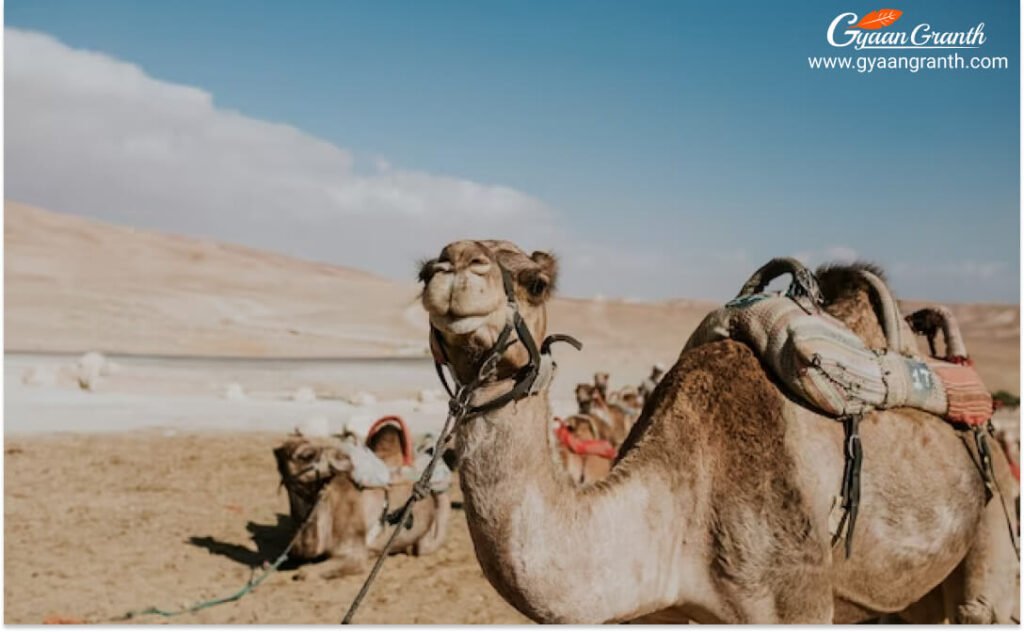 Benefits of Camel Milk in Hindi