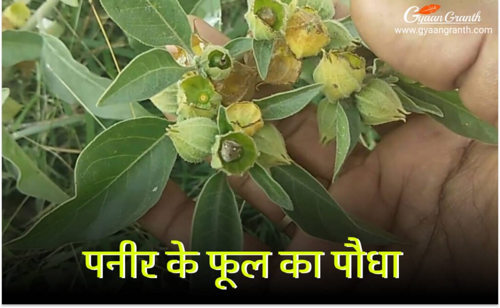 पनीर के फूल का पौधा कैसा होता है