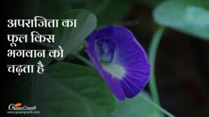 अपराजिता का फूल किस भगवान को चढ़ता है