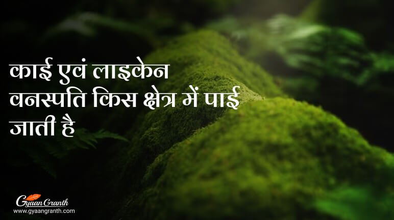 काई एवं लाइकेन वनस्पति किस क्षेत्र में पाई जाती है