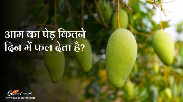 आम का पेड़ कितने दिन में फल देता है?