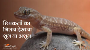 छिपकली का मिलन देखना