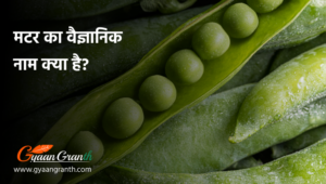 मटर का वैज्ञानिक नाम क्या है?