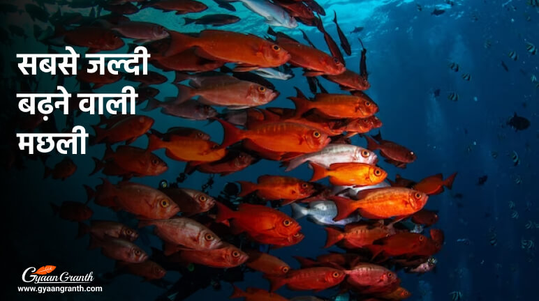 सबसे जल्दी बढ़ने वाली मछली कौनसी है?