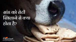 सांड को रोटी खिलाने से क्या होता है?