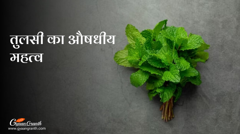 तुलसी का औषधीय महत्व