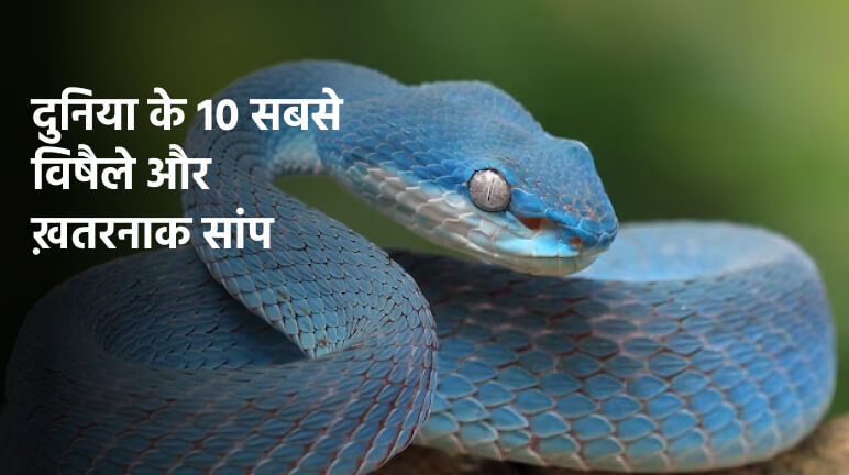 दुनिया के 10 सबसे जहरीले सांप