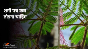 आइयें जानते हैं कि शमी पत्र कब तोड़ना चाहिए?