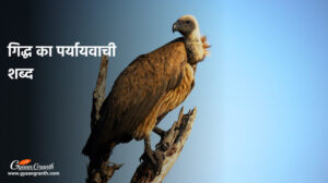 गिद्ध का पर्यायवाची शब्द - Giddh Ka Paryayvachi Shabd