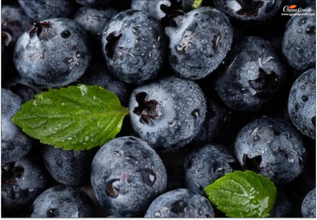 Blueberry Ko Hindi Me Kya Kehte Hain 